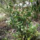 Image of Persoonia rigida R. Br.