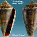 Image de Conus desidiosus A. Adams 1854