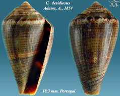 Image de Conus desidiosus A. Adams 1854