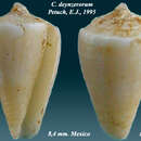 Image of Conus deynzerorum Petuch 1995
