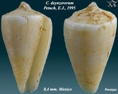 Image of Conus deynzerorum Petuch 1995