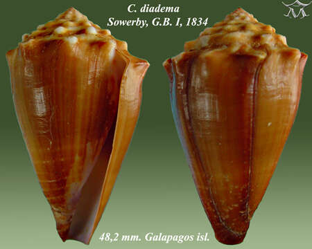 Image of Conus diadema G. B. Sowerby I 1834