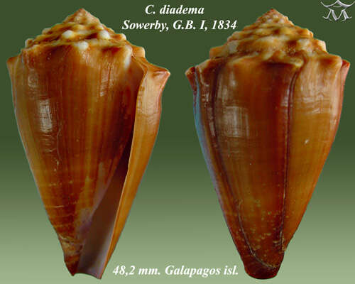 Image of Conus diadema G. B. Sowerby I 1834