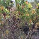 Image de Leucadendron sessile R. Br.