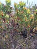 Image de Leucadendron sessile R. Br.