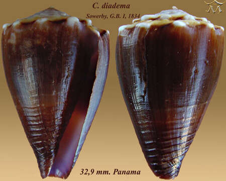 Image of Conus diadema G. B. Sowerby I 1834