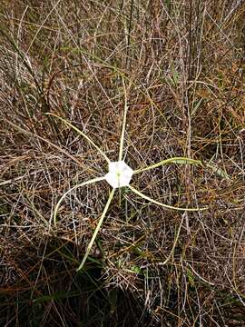 Image of alligatorlily