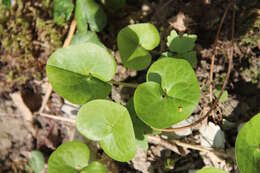 Image of Asarum europaeum subsp. caucasicum (Duchartre) Soo