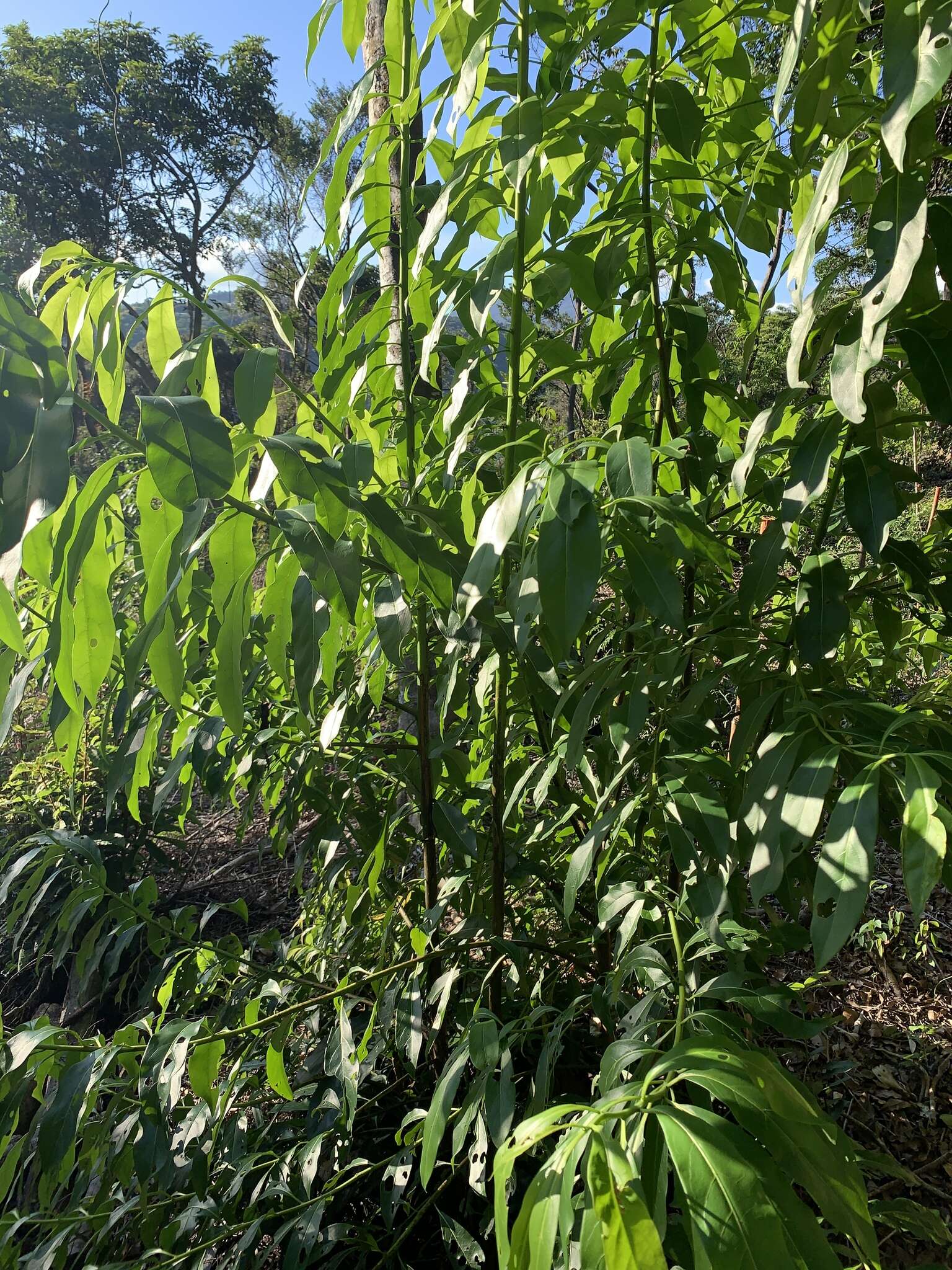 Image of Ehretia longiflora Champion ex Benth.