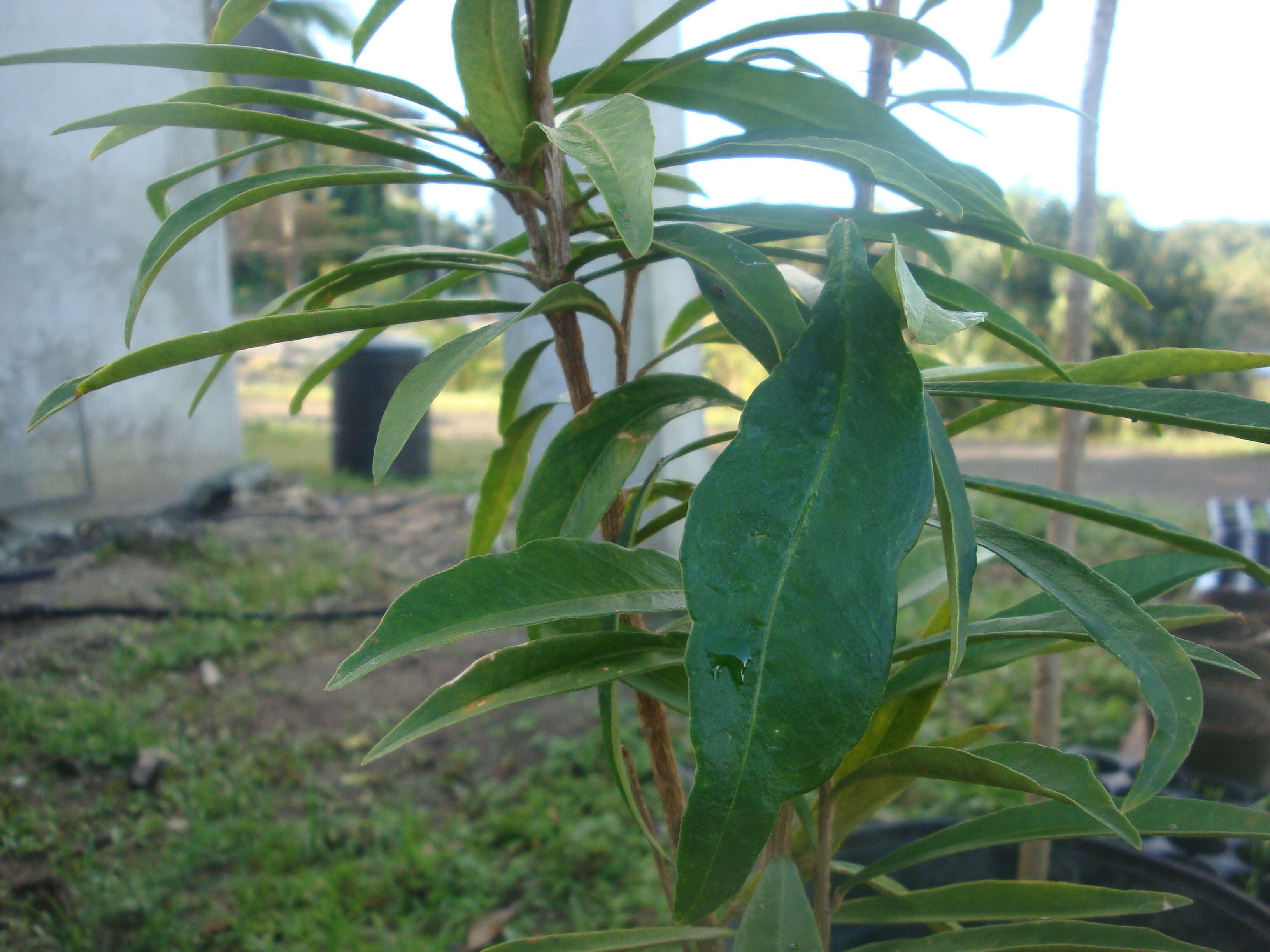 Brunfelsia portoricensis Krug & Urb. resmi