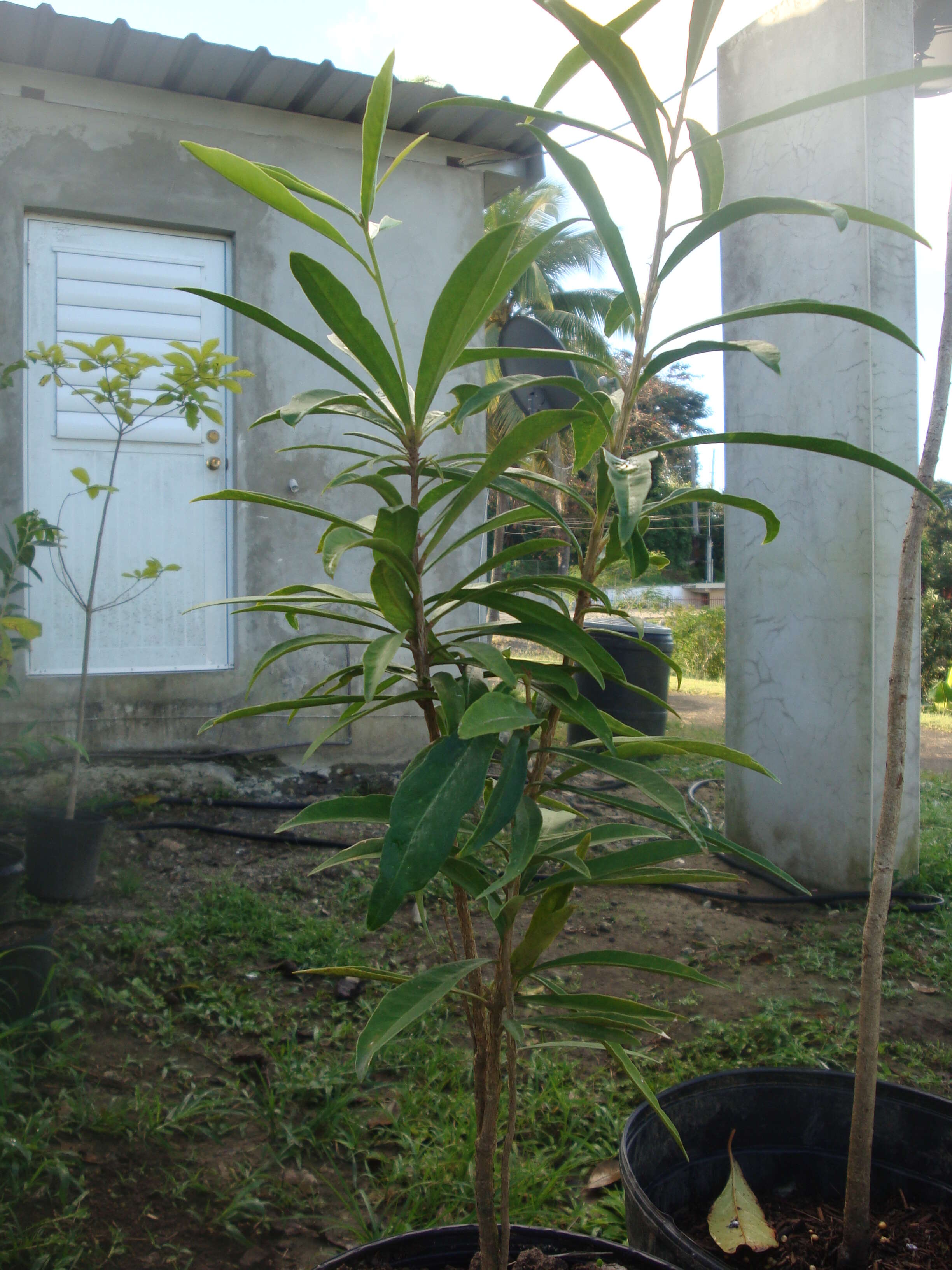 Brunfelsia portoricensis Krug & Urb. resmi