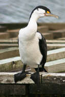 Image of Australian Pied Cormorant