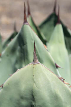 Image of Agave shrevei subsp. shrevei