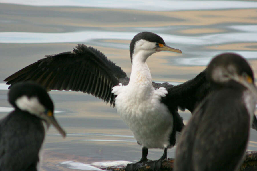 Image of Australian Pied Cormorant