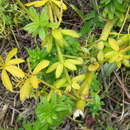 Image of Needle-leaf Wax Plant