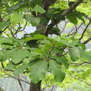 Image of Japanese Big Leaf Magnolia