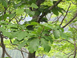 Image of Japanese Big Leaf Magnolia