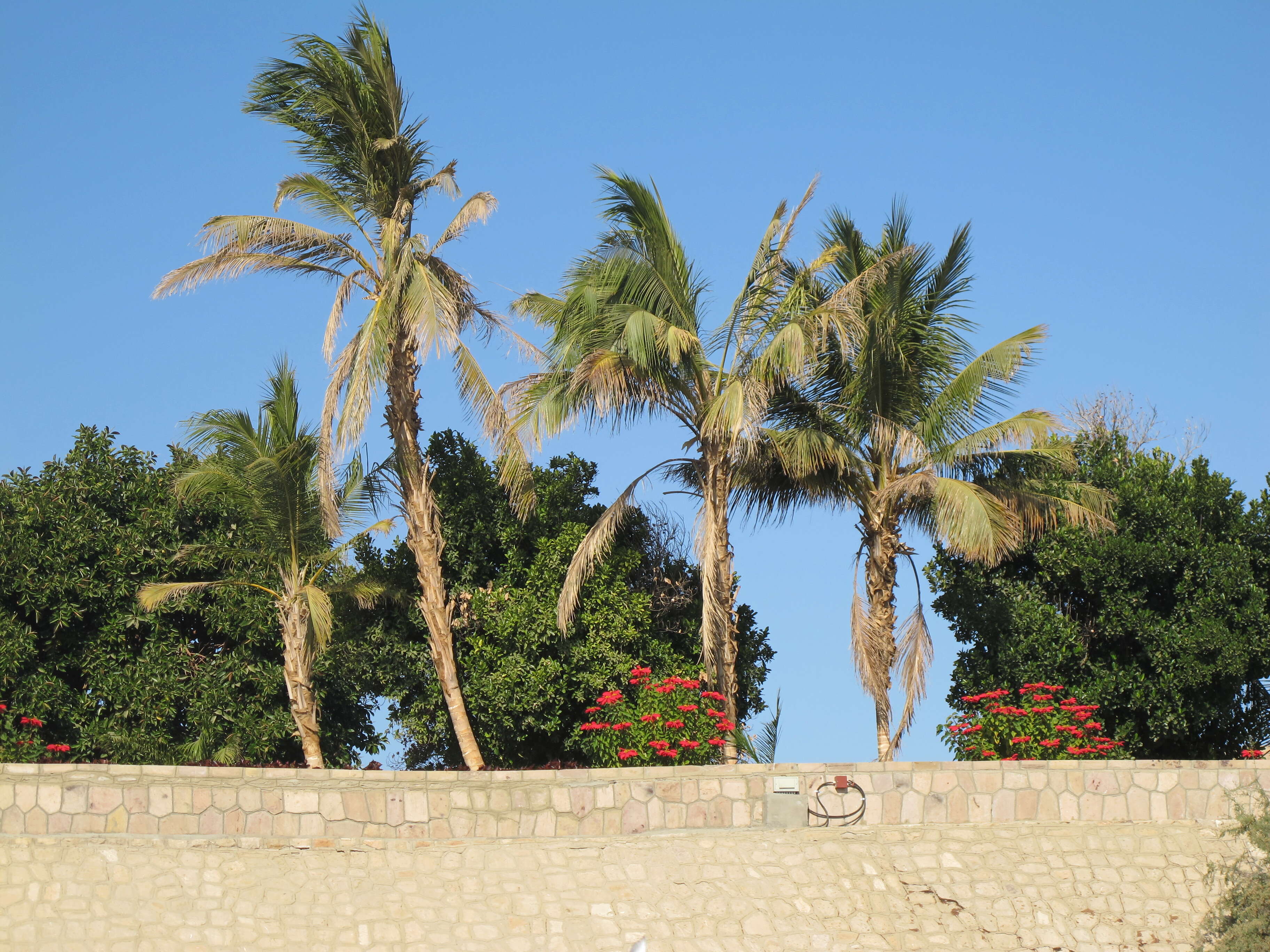 Image of coconut palm