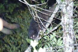 Image of Silky Cuscus