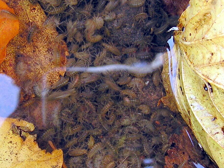 Image of Freshwater shrimp