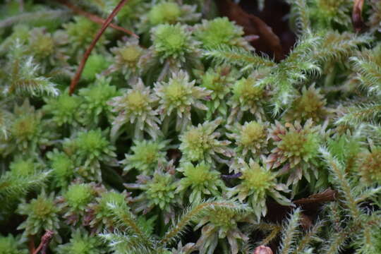 Imagem de Sphagnum quinquefarium Warnstorf 1886