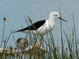 Image of Black-winged Stilt