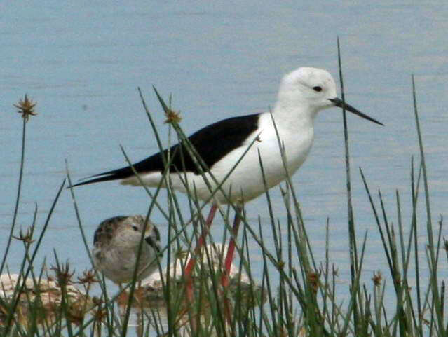 Image of Black-winged Stilt