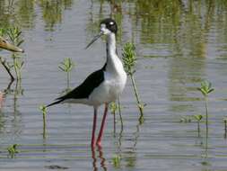 Image of Himantopus Brisson 1760