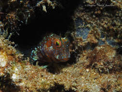 Image of Seaweed Blenny