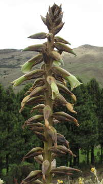 Image of Puya nitida Mez