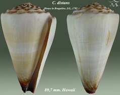 Image of Conus distans Hwass ex Bruguière 1792