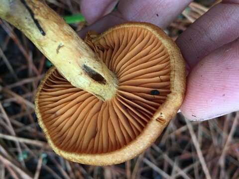 Image of Cortinarius croceus (Schaeff.) Gray 1821