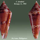 Image of Profundiconus dondani (Kosuge 1981)