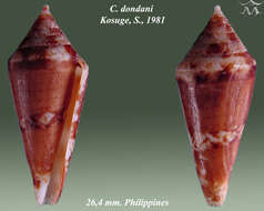Image of Profundiconus dondani (Kosuge 1981)