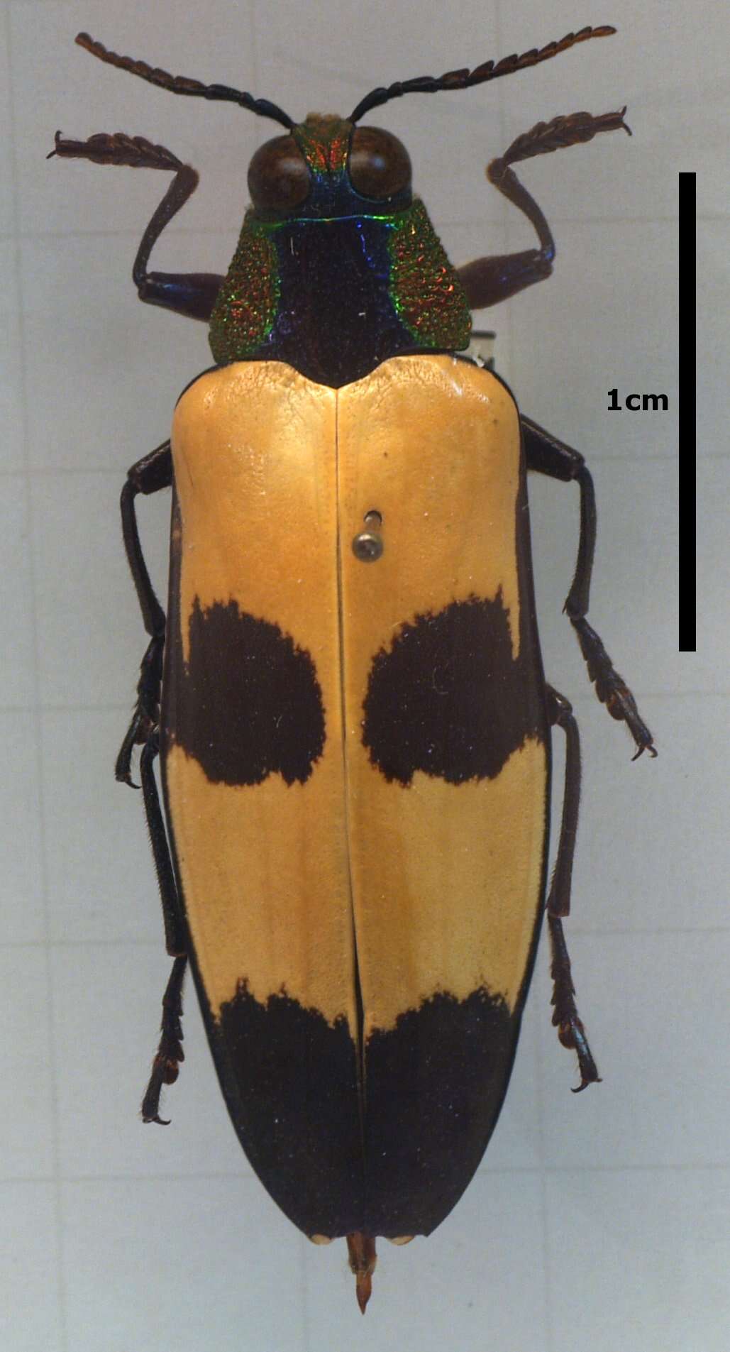 Image of Chrysochroa buqueti (Gory 1833)