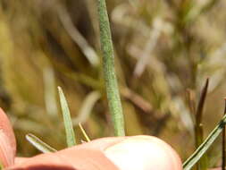 Image of Acanthostyles buniifolius (Hook. & Arn.) R. King & H. Rob.