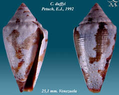 Conus duffyi Petuch 1992的圖片