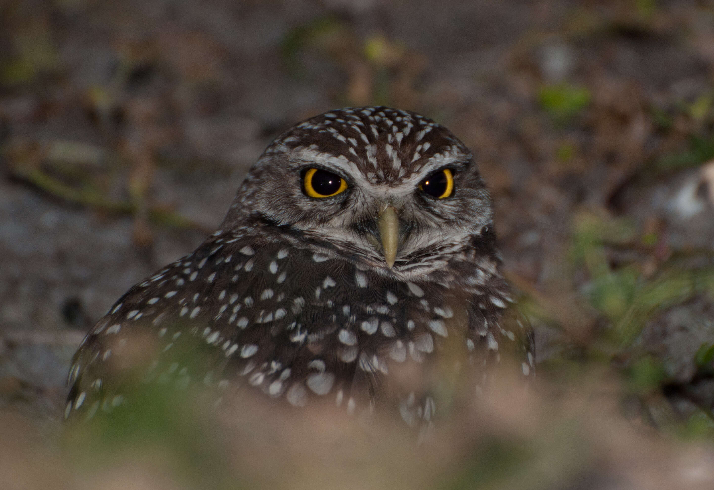 Image of Burrowing Owl