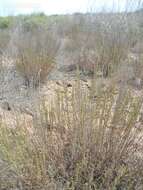 Imagem de Artemisia pauciflora