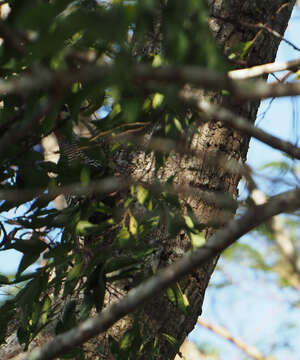 Image of West Indian Woodpecker