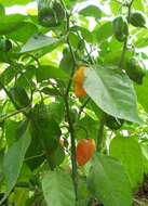 Image of Capsicum chinense