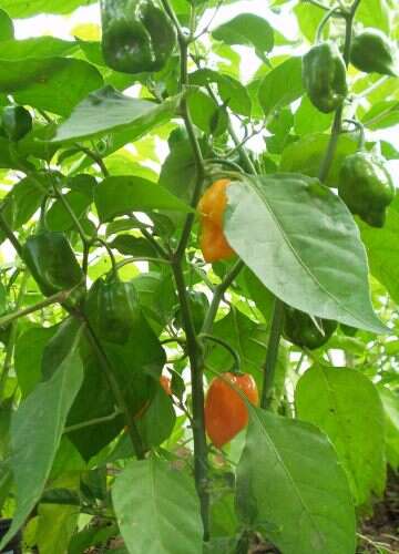 Image of Capsicum chinense