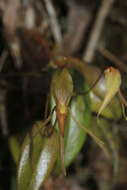 Image of Pleurothallis killipii Garay