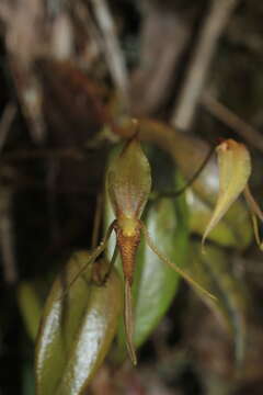 Imagem de Pleurothallis killipii Garay