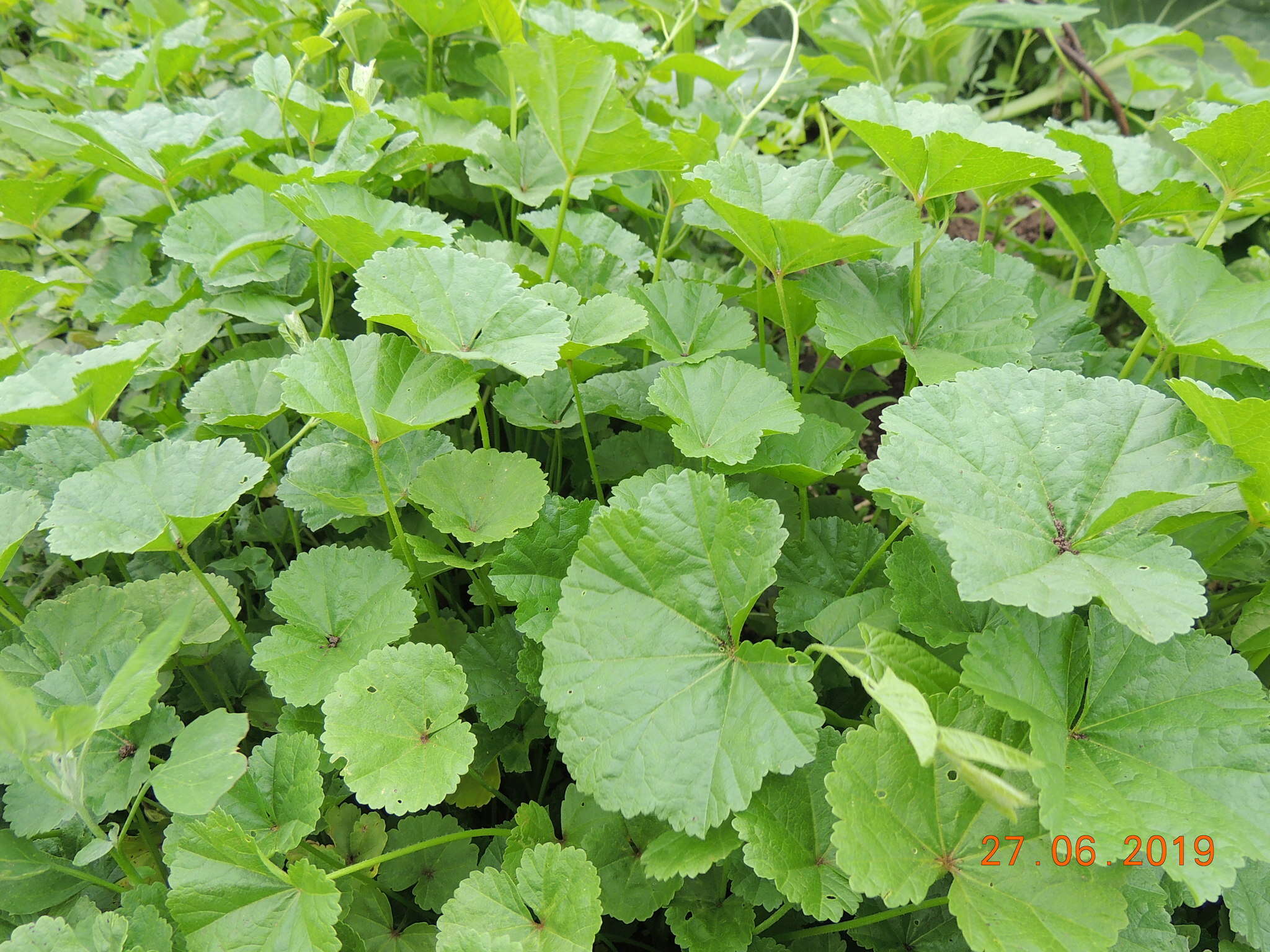 Image of low mallow