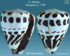 Слика од Conus ebraeus Linnaeus 1758