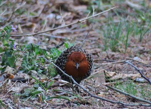 Image of Buff-spotted Flufftail