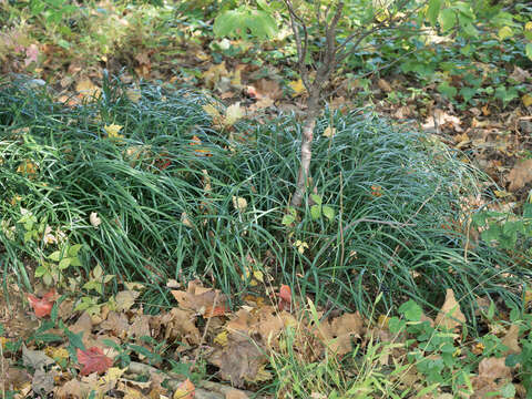 Image of creeping liriope