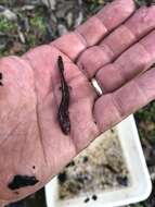 Image of Gulf Coast Waterdog