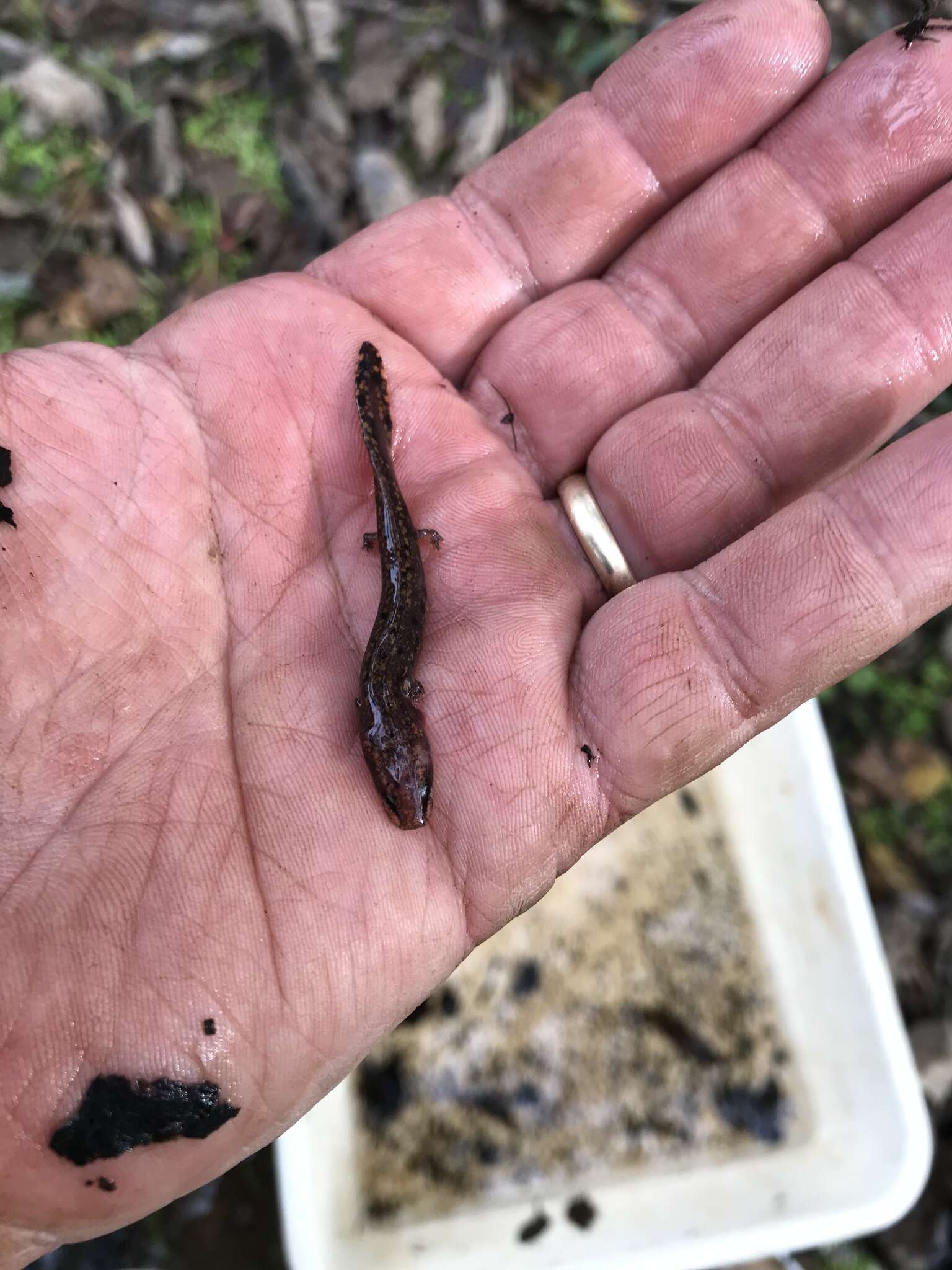 Image of Gulf Coast Waterdog